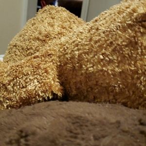 A bear